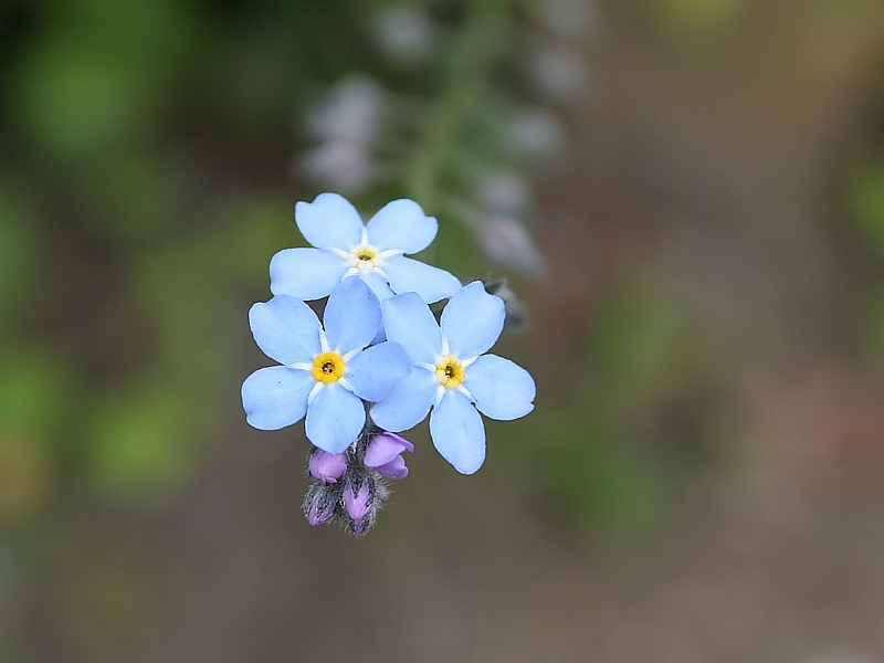 Myosotis sylvatica Bosvergeetmeniet Woodforgetmenot